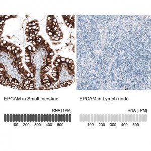 Monoclonal Anti-EPCAM antibody produced in mouse 