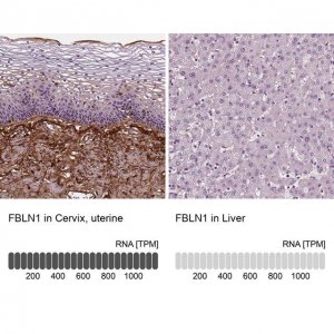 Monoclonal Anti-FBLN1 antibody produced in mouse 