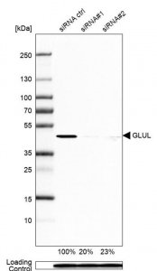 Monoclonal Anti-GLUL antibody produced in mouse 
