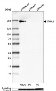 Monoclonal Anti-ITGA1 antibody produced in mouse 