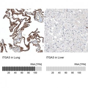 Monoclonal Anti-ITGA3 antibody produced in mouse 