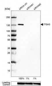 Monoclonal Anti-ITGA3 antibody produced in mouse 