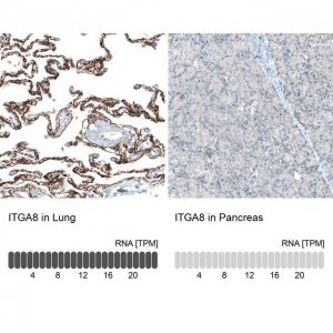 Monoclonal Anti-ITGA8 antibody produced in mouse 