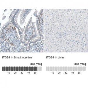 Monoclonal Anti-ITGB4 antibody produced in mouse 