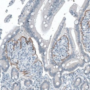 Monoclonal Anti-ITGB4 antibody produced in mouse 