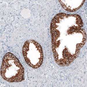 Monoclonal Anti-KRT7 antibody produced in mouse AMAB91530-100UL