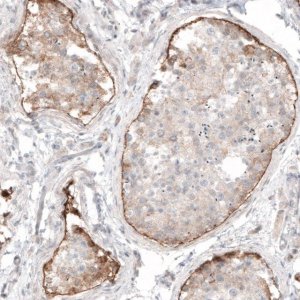 Monoclonal Anti-LAMA1 antibody produced in mouse 