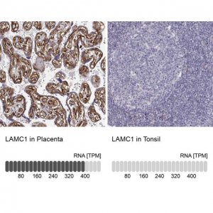 Monoclonal Anti-LAMC1 antibody produced in mouse 
