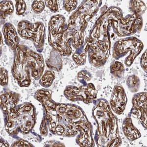 Monoclonal Anti-LAMC1 antibody produced in mouse 