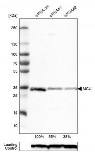Monoclonal Anti-MCU antibody produced in mouse 