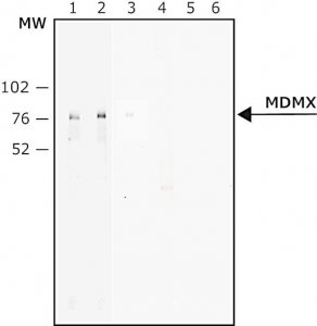 Monoclonal Anti-MDMX antibody produced in mouse 