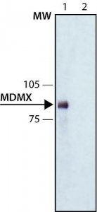 Monoclonal Anti-MDMX antibody produced in mouse 