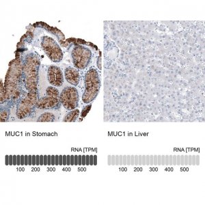 Monoclonal Anti-MUC1 antibody produced in mouse AMAB91533-100UL