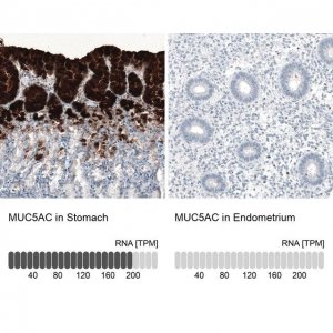 Monoclonal Anti-MUC5AC antibody produced in mouse AMAB91539-100UL