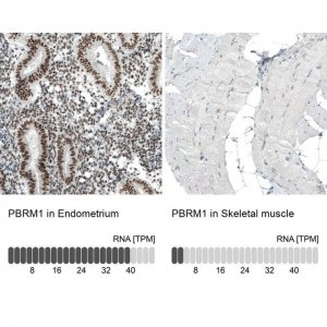 Monoclonal Anti-PBRM1 antibody produced in mouse 