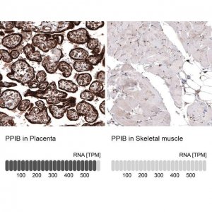 Monoclonal Anti-PPIB antibody produced in mouse 
