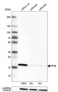 Monoclonal Anti-PPIB antibody produced in mouse 