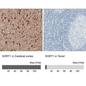 Monoclonal Anti-SORT1 antibody produced in mouse 