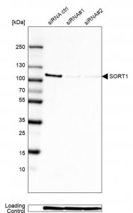 Monoclonal Anti-SORT1 antibody produced in mouse 