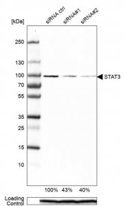 Monoclonal Anti-STAT3 antibody produced in mouse 