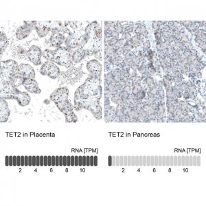 Monoclonal Anti-TET2 antibody produced in mouse 
