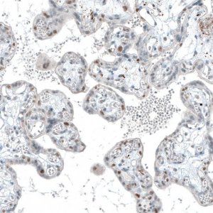 Monoclonal Anti-TET2 antibody produced in mouse 