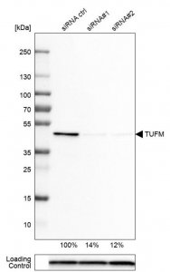 Monoclonal Anti-TUFM antibody produced in mouse 
