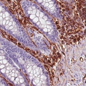 Monoclonal Anti-VIM antibody produced in mouse 