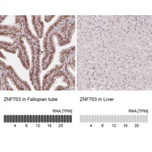 Monoclonal Anti-ZNF703 antibody produced in mouse 