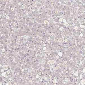 Anti-A1BG antibody produced in rabbit 