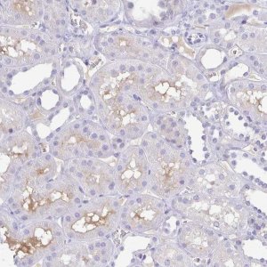 Anti-A1BG antibody produced in rabbit 