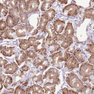 Anti-AAR2 antibody produced in rabbit 