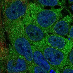 Anti-AAR2 antibody produced in rabbit 