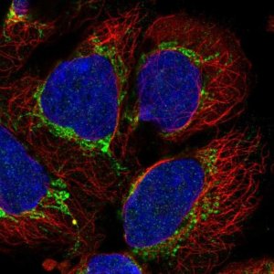 Anti-AARS2 antibody produced in rabbit 
