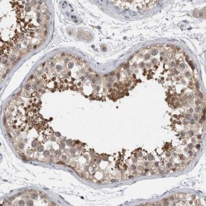 Anti-AASDHPPT antibody produced in rabbit 