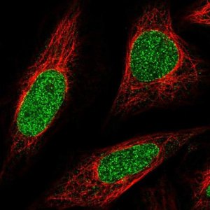 Anti-ABCA5 antibody produced in rabbit 