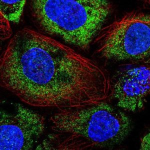 Anti-ABR antibody produced in rabbit 