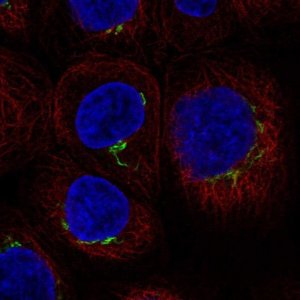 Anti-ACAP1 antibody produced in rabbit 