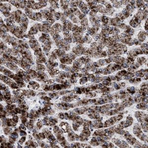 Anti-ACOX1 antibody produced in rabbit 