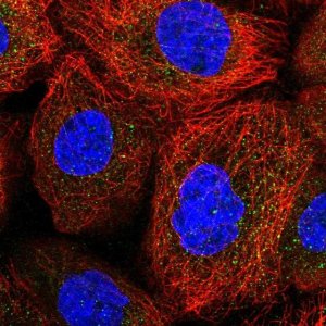 Anti-ACOXL antibody produced in rabbit 