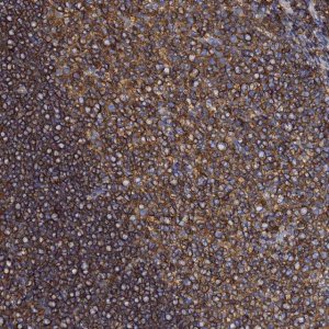 Anti-ACTB antibody produced in rabbit 