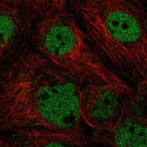 Anti-ACTL6A antibody produced in rabbit HPA018671-100UL