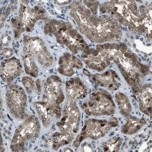 Anti-ACTL9 antibody produced in rabbit 