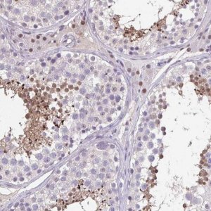 Anti-ACTRT3 antibody produced in rabbit 