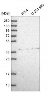 Anti-ADAL antibody produced in rabbit 