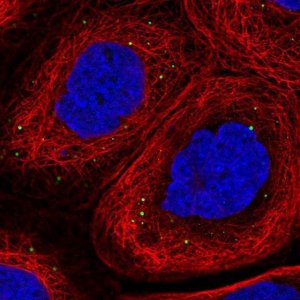 Anti-ADAM19 antibody produced in rabbit 