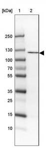 Anti-ADAM19 antibody produced in rabbit 