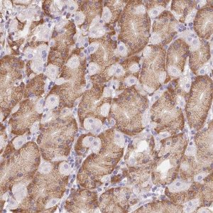 Anti-ADAM8 antibody produced in rabbit 