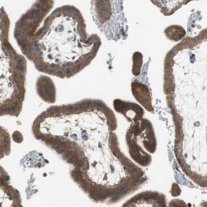 Anti-ADAMTSL4 antibody produced in rabbit 