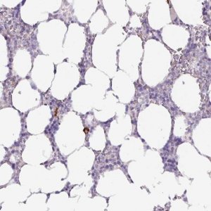 Anti-ADGRE1 antibody produced in rabbit 